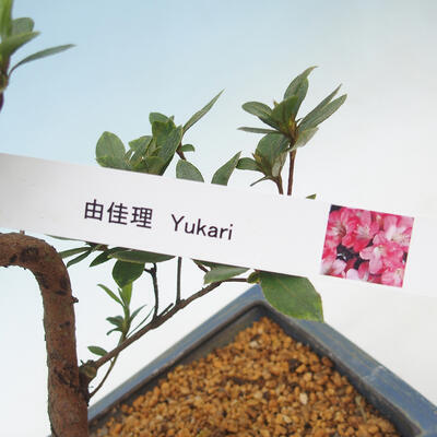 Vonkajšie bonsai - Japonská azalka - Azalea Yukari - 2