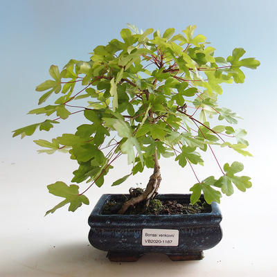 Vonkajšia bonsai-Acer campestre-Javor poľný - 2