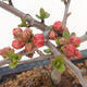 Vonkajšie bonsai - Chaenomeles špec. Rubra - Dulovec VB2020-187 - 2/3