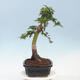 Vonkajší bonsai -Javor dlaňovitolistý Acer palmatum Shishigashira - 2/5