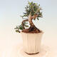 Izbová bonsai - Olea europaea sylvestris -Oliva európska drobnolistá - 2/5