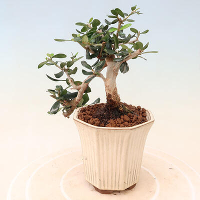 Izbová bonsai - Olea europaea sylvestris -Oliva európska drobnolistá - 2