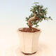 Izbová bonsai - Olea europaea sylvestris -Oliva európska drobnolistá - 2/5