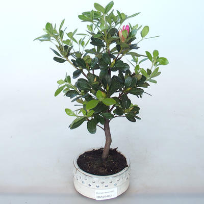 Vonkajšie bonsai - Rhododendron sp. - Azalka ružová - 2