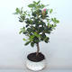 Vonkajšie bonsai - Rhododendron sp. - Azalka ružová - 2/3