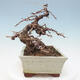 Vonkajší bonsai -Larix decidua - Smrekovec opadavý - 2/5