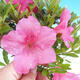 Vonkajšie bonsai - Rhododendron sp. - Azalka ružová - 2/4