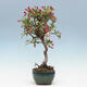 Vonkajší bonsai -Malus halliana - Maloplodé jabloň - 2/5