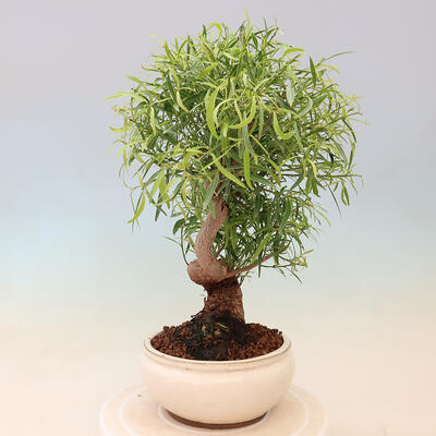 Izbová bonsai - Ficus nerifolia - malolistý fikus - 2
