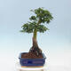 Vonkajší bonsai -Javor dlaňovitolistý Acer palmatum Shishigashira - 2/5