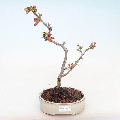 Vonkajšie bonsai - Chaenomeles špec. Rubra - Dulovec VB2020-188 - 2