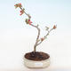 Vonkajšie bonsai - Chaenomeles špec. Rubra - Dulovec VB2020-188 - 2/3