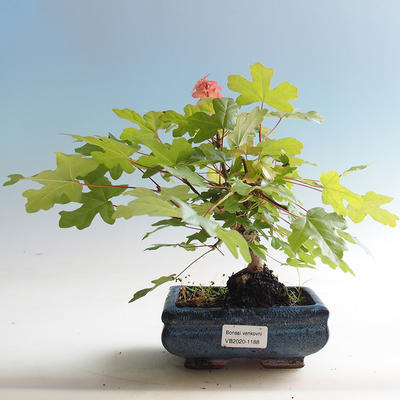 Vonkajšia bonsai-Acer campestre-Javor poľný - 2