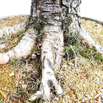 Vonkajší bonsai Smrekovec opadavý Larix decidua - 2