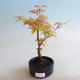 Vonkajšie bonsai - Javor dlaňolistý - Acer palmatum Orange - 2/2