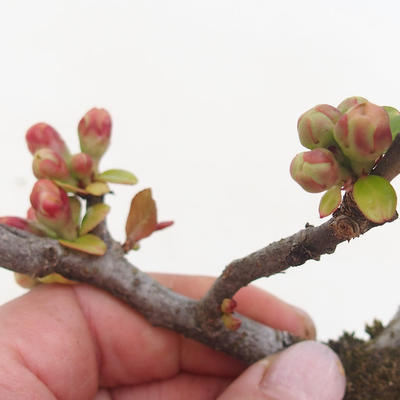 Vonkajšie bonsai - Chaenomeles špec. Rubra - Dulovec VB2020-190 - 2