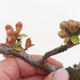 Vonkajšie bonsai - Chaenomeles špec. Rubra - Dulovec VB2020-190 - 2/3