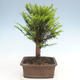 Vonkajšie bonsai - Taxus Bacatá - Tis červený - 2/3