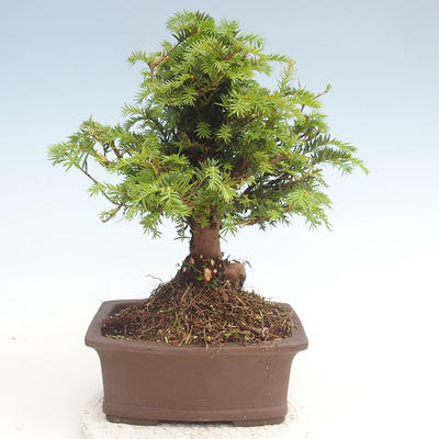 Vonkajšie bonsai - Taxus Bacatá - Tis červený - 2