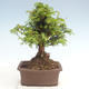 Vonkajšie bonsai - Taxus Bacatá - Tis červený - 2/3