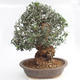 Izbová bonsai - Olea europaea sylvestris -Oliva európska drobnolistá - 2/6