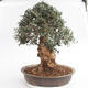Izbová bonsai - Olea europaea sylvestris -Oliva európska drobnolistá - 2/6
