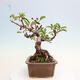 Vonkajší bonsai - Malus sergentiu - Maloplodá jabloň - 2/6
