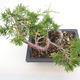 Vonkajšie bonsai - Juniperus chinensis Itoigawa-Jalovec čínsky - 2/4