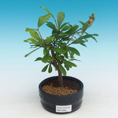 Izbová bonsai-Punic granatum nana-Granátové jablko - 2