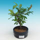 Izbová bonsai-Punic granatum nana-Granátové jablko - 2/4
