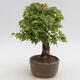 Vonkajšie bonsai - Javor Buergerianum - Javor Burgerův - 2/6