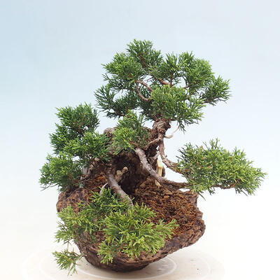 Vonkajší bonsai - Juniperus chinensis Itoigawa-Jalovec čínsky - 2