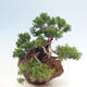 Vonkajší bonsai - Juniperus chinensis Itoigawa-Jalovec čínsky - 2/4