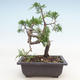 Vonkajšie bonsai - Juniperus chinensis Itoigawa-Jalovec čínsky - 2/3