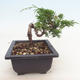Vonkajšie bonsai - Juniperus chinensis Itoigawa-Jalovec čínsky - 2/3