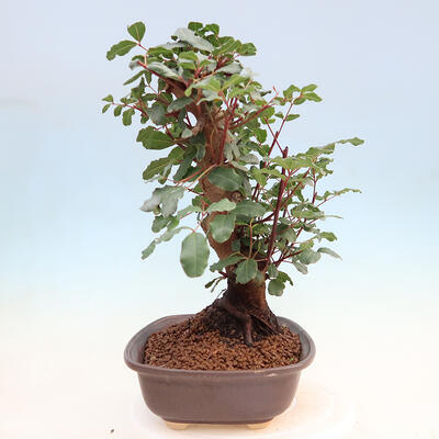 Izbová bonsai - Rohovnik obecny, svätojansky chlieb-Ceratonia sp. - 2