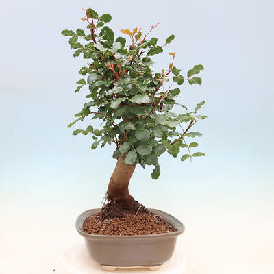 Izbová bonsai - Rohovnik obecny, svätojansky chlieb-Ceratonia sp. - 2