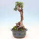 Izbová bonsai - Olea europaea sylvestris -Oliva európska drobnolistá - 2/7