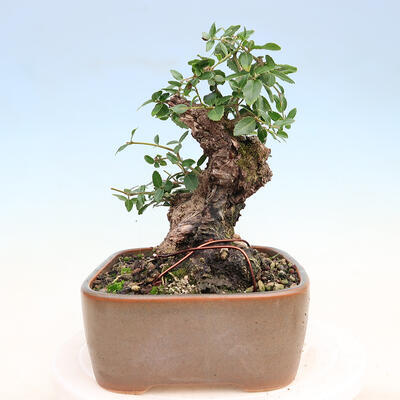 Izbová bonsai - Jamovec širokolistý - Phillyrea latifolia - 2