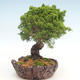 Vonkajšie bonsai - Juniperus chinensis Itoigawa-Jalovec čínsky - 2/6