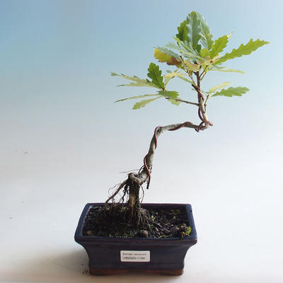 Vonkajšia bonsai-Quercus robur-Dub letný - 2