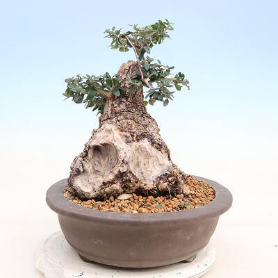Izbová bonsai - Olea europaea sylvestris -Oliva európska drobnolistá - 2