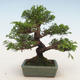 Vonkajšie bonsai - Juniperus chinensis Itoigawa-Jalovec čínsky - 2/5