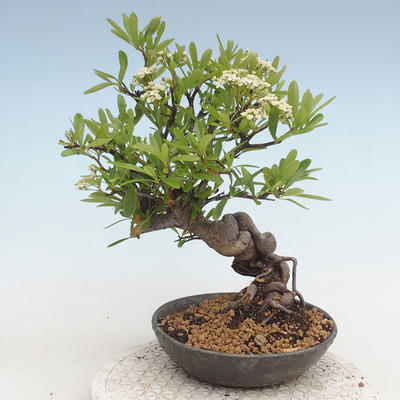Vonkajšia bonsai-Pyracanta Teton -Hlohyně - 2