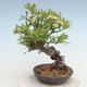 Vonkajšia bonsai-Pyracanta Teton -Hlohyně - 2/5