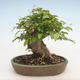 Vonkajší bonsai -Carpinus CARPINOIDES - Hrab kórejský - 2/3