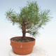 Vonkajšie bonsai - Pinus Sylvestris - Borovica lesná - 2/3