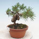 Vonkajšie bonsai - Pinus Sylvestris - Borovica lesná - 2/2