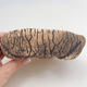 Keramická bonsai miska - pálenie v plynovej peci 1240 ° C - 2/4