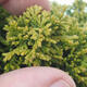 Vonkajšie bonsai - Cypruštek hrachonosný - Chamacyparys pisifera Tsukumo - 2/2
